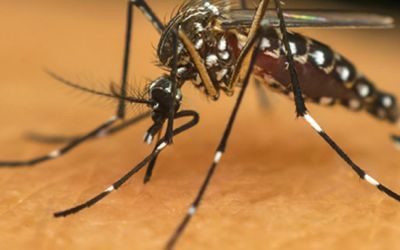 Casos confirmados de dengue aumentam mais 10% em uma semana em Minas