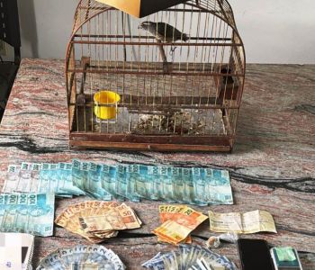 HOMEM É PRESO POR TRÁFICO DE DROGAS E CRIMES AMBIENTAIS EM ITAPECERICA