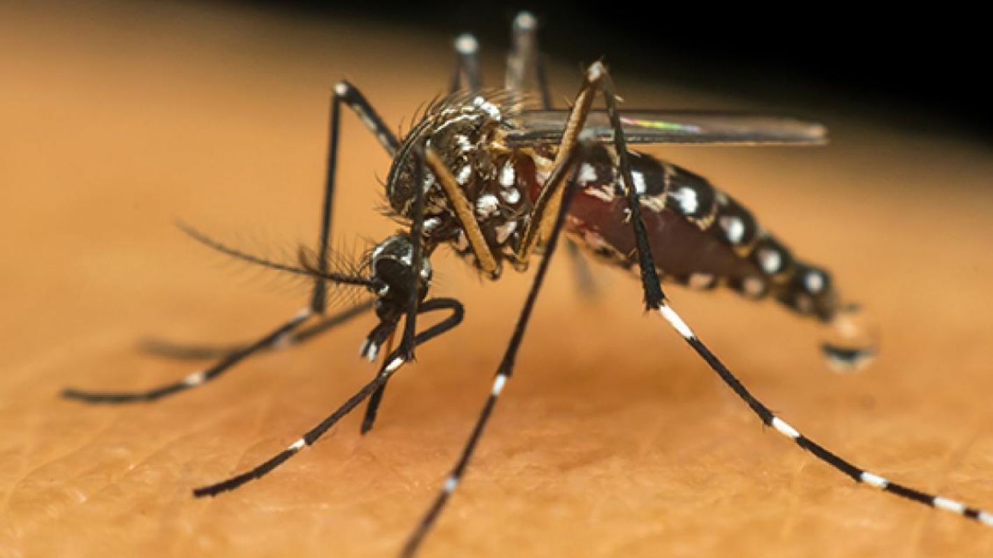 Casos confirmados de dengue aumentam mais 10% em uma semana em Minas