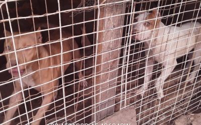 PM do Meio Ambiente resgata três cães vítimas de maus tratos em Formiga