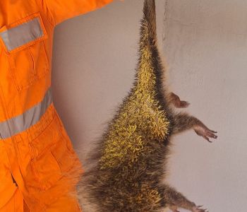 BOMBEIROS REALIZAM SALVAMENTO DE ANIMAL EM RISCO NO BAIRRO OLARIA EM ARCOS